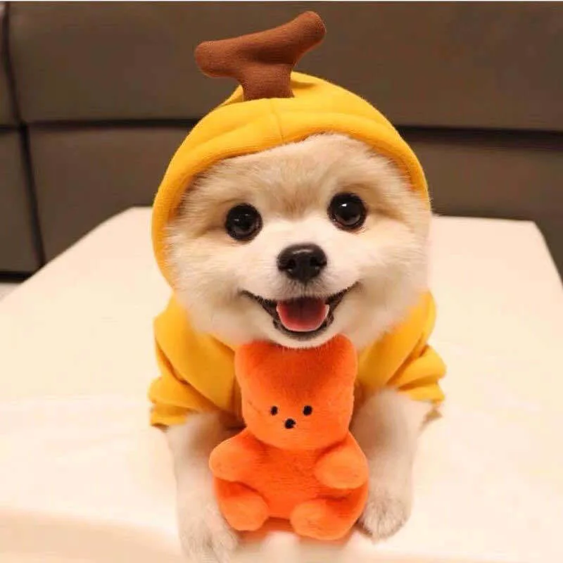 A small dog in the banana hoodie